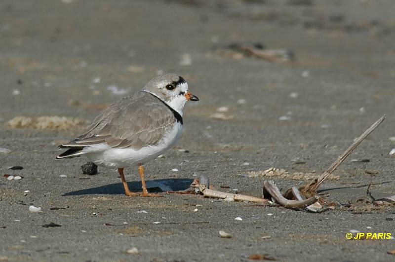 Charadrius melodus